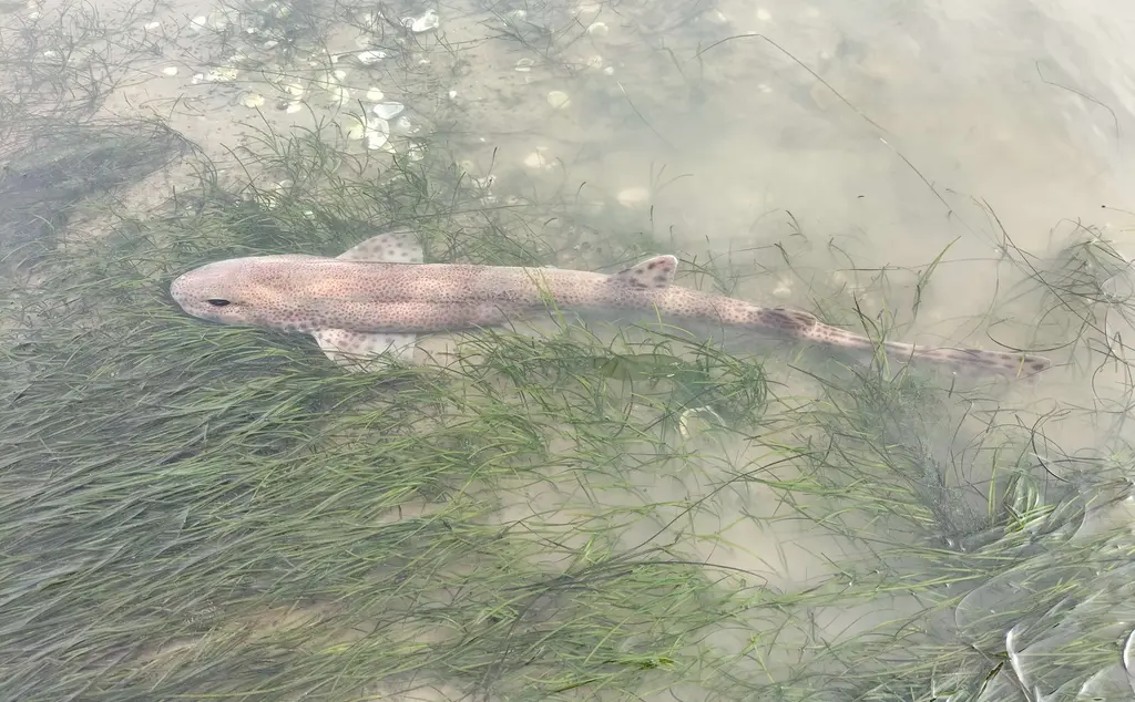 Dogfish swimming through seagrass