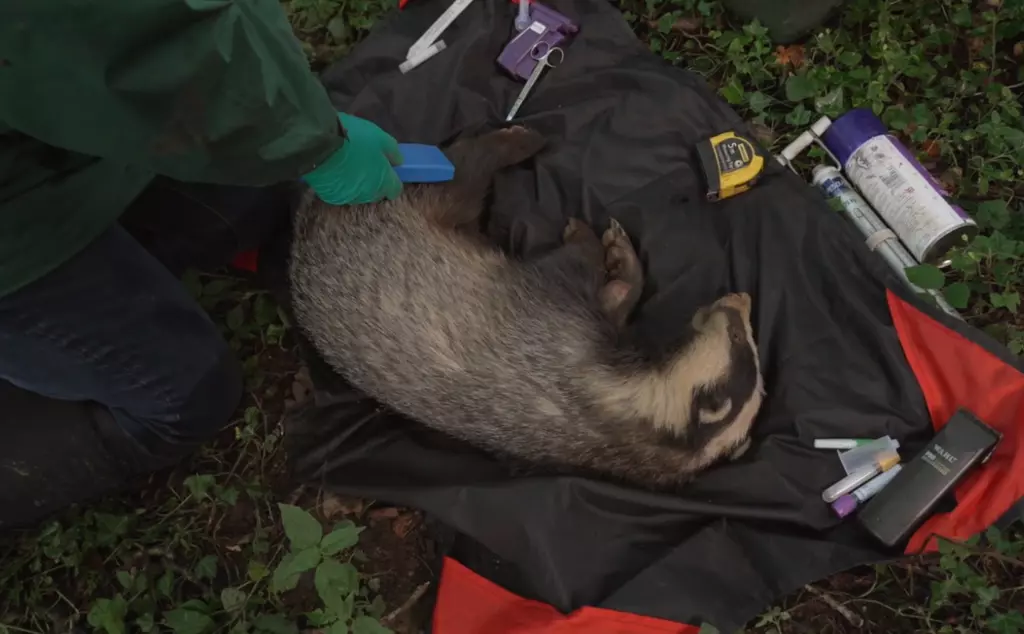 Sedated badger during vaccination
