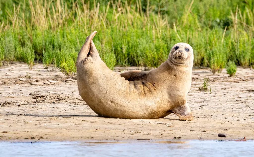 Basking seal spotting during Thames seal survey