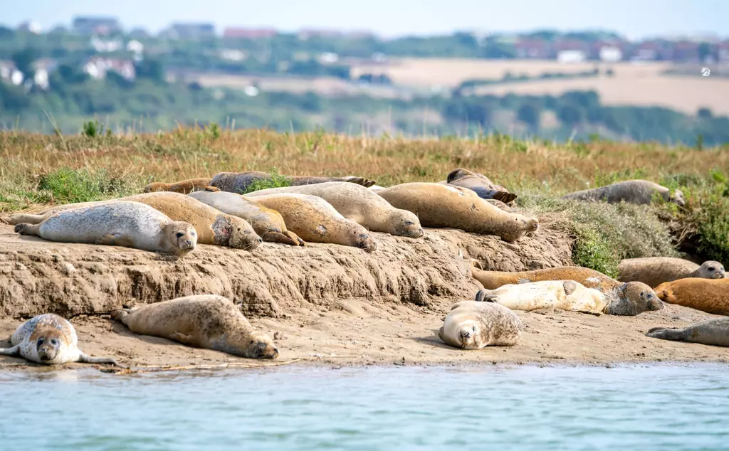 Basking seals spotting during Thames seal survey