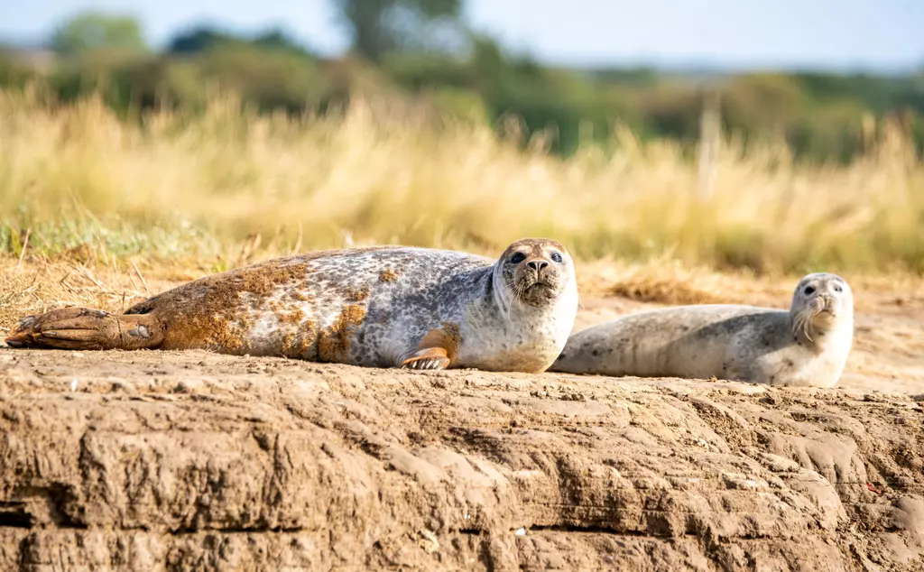 Basking seals spotting during Thames seal survey