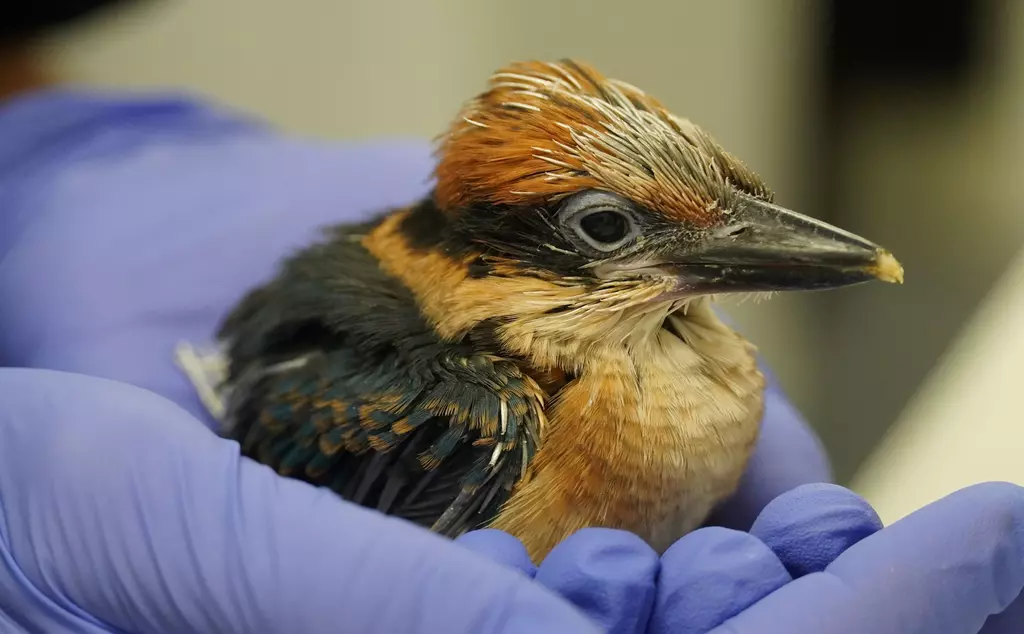 Extinct in the Wild Guam Kingfisher chick