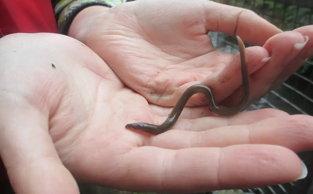 Young eel in the palm of a volunteers hand. 