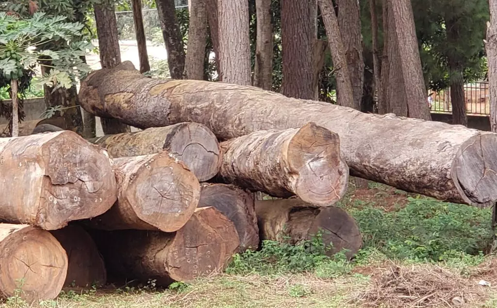 Logging in Cameroon