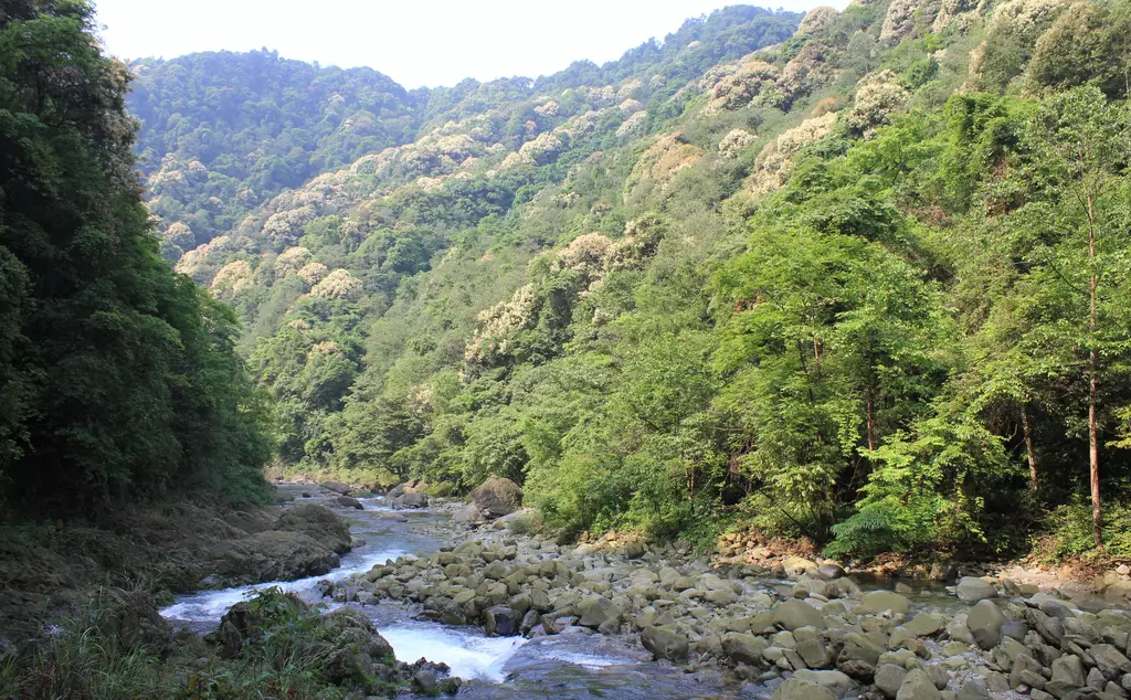 Chinese giant salamander habitat