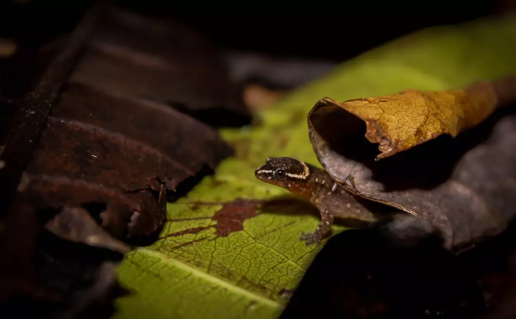 Colombian Dwarf Gecko under leaf