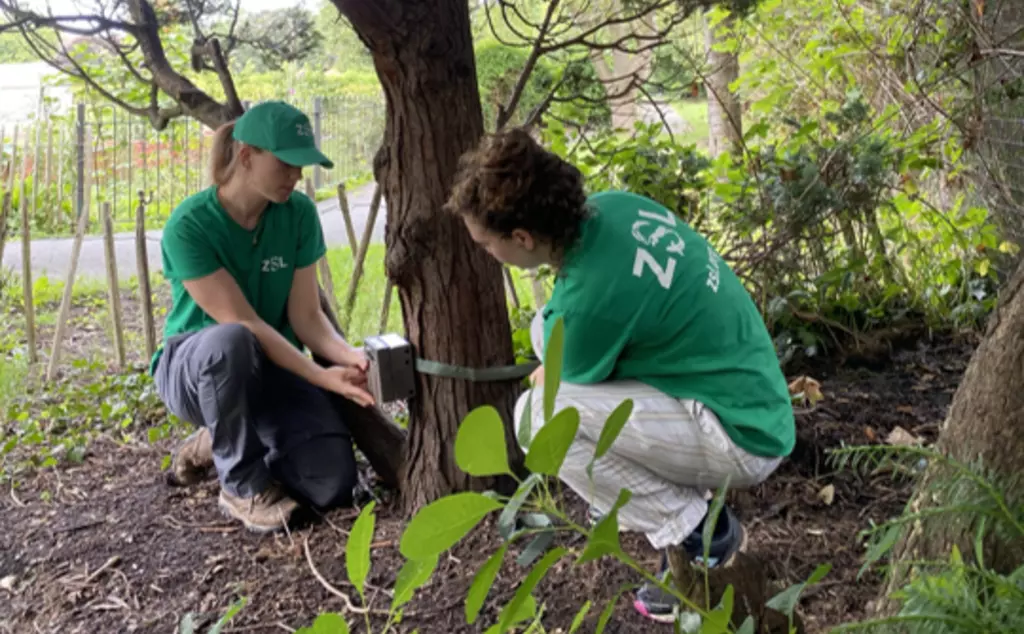 Two people attaching a camera trap to a tree