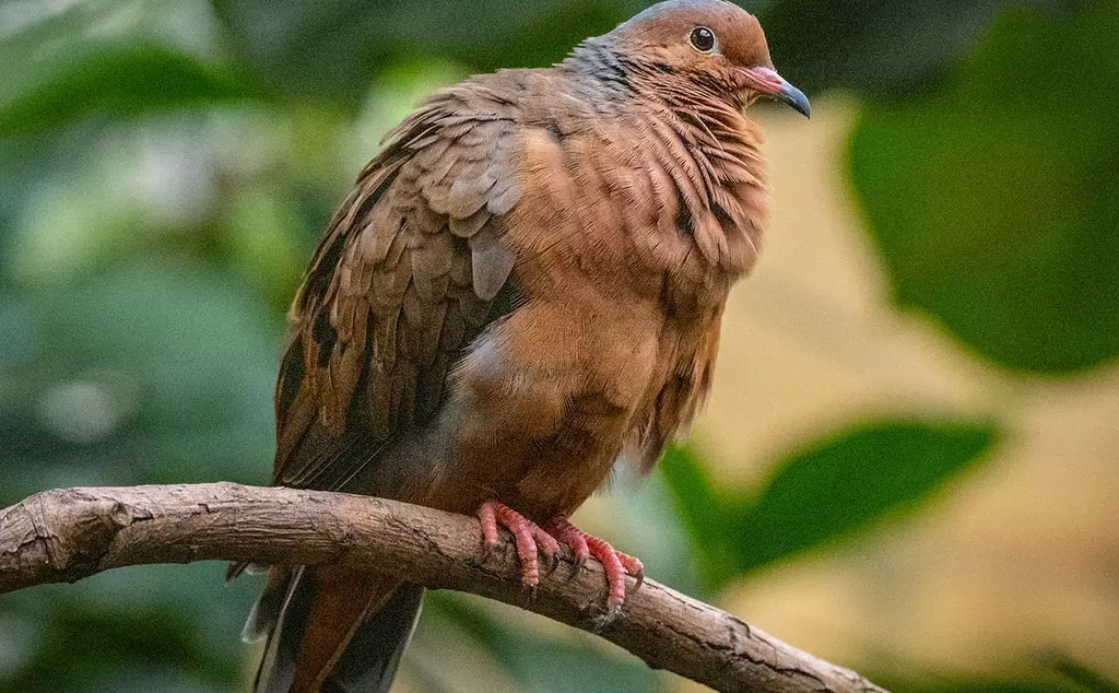 Socorro dove