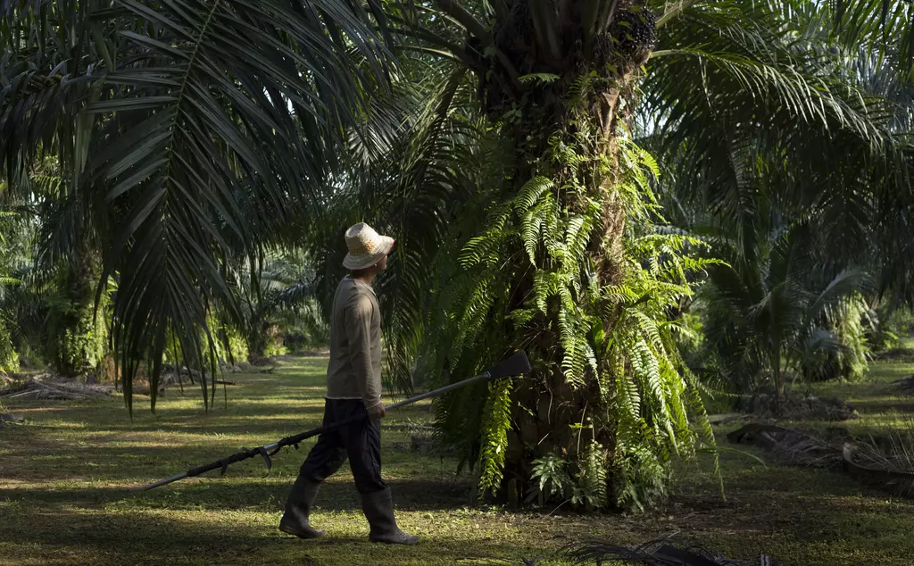 Person in palm oil plantation