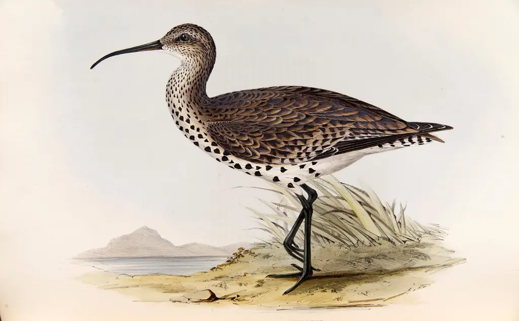 Plate 304, Birds of Europe, Vol. 4.