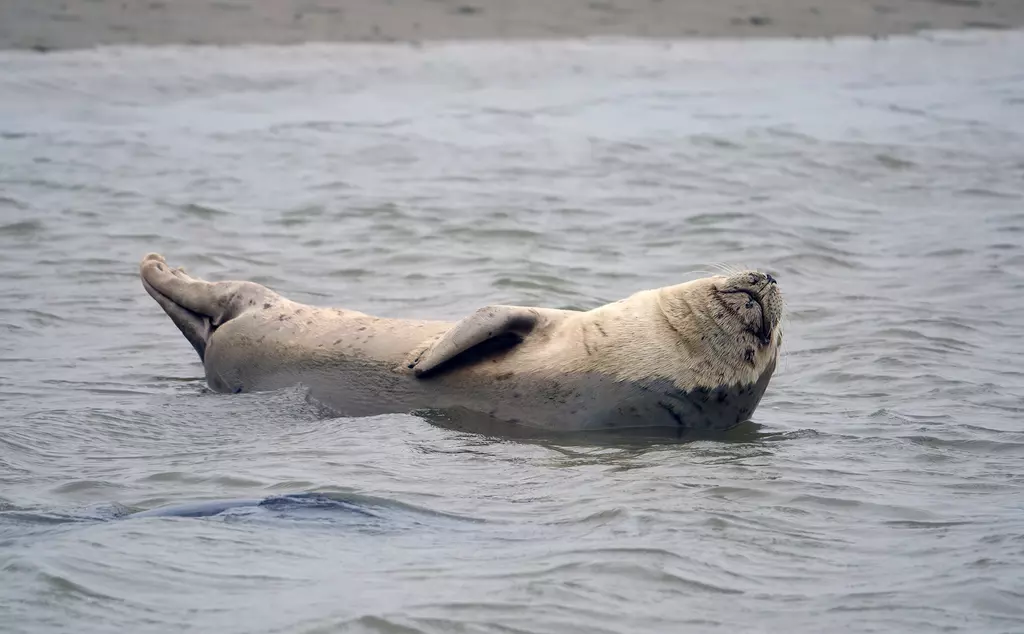 A seal swimming in the water on its side