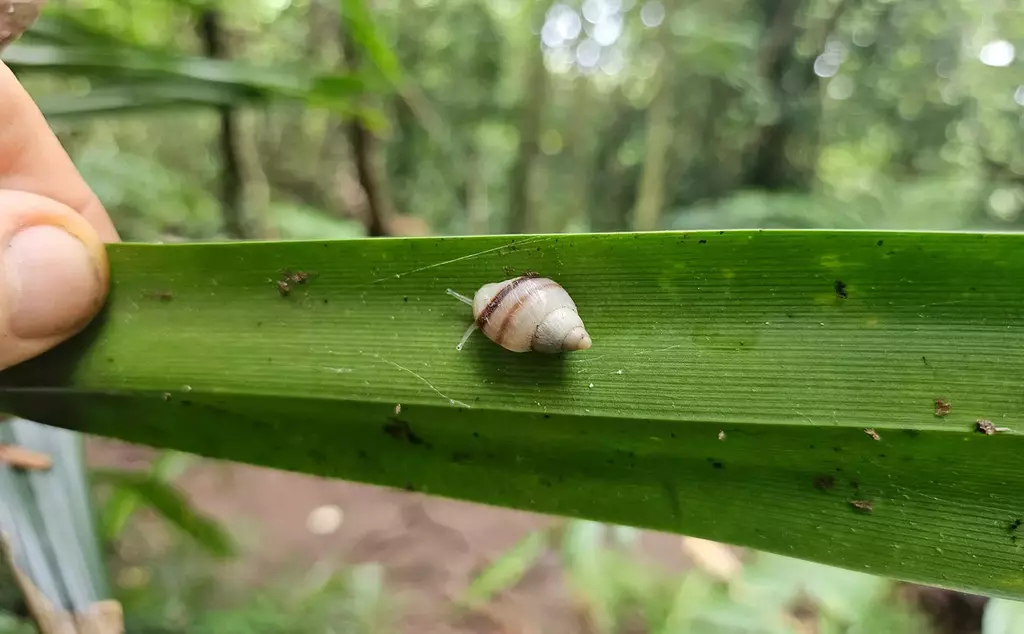 Born-in-the-wild-unmarked-Partula-tohiveana-snail-observed-in-the-wild,-meaning-the-species-is-re-established