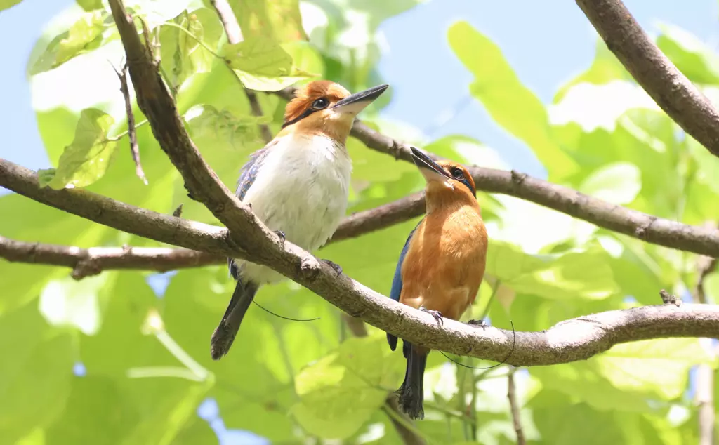 Pair of kingfishers sit in branch on Palmyra Atoll after 40 years of species being lost from the wild