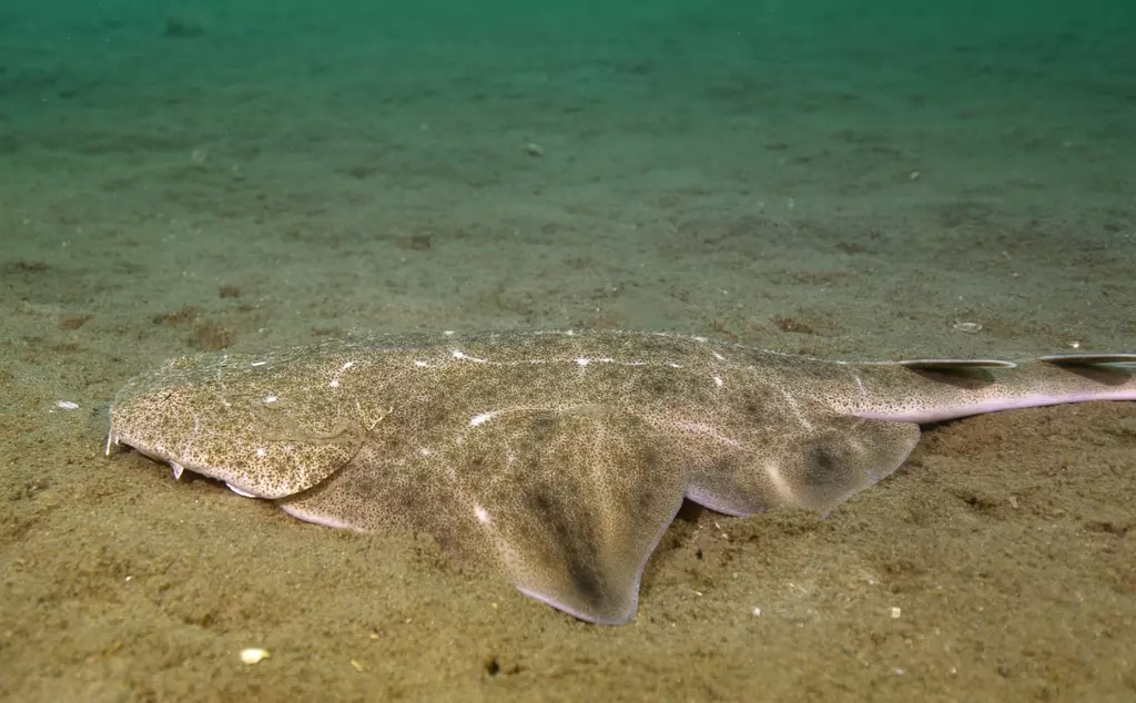 Angelshark in Cardigan Bay