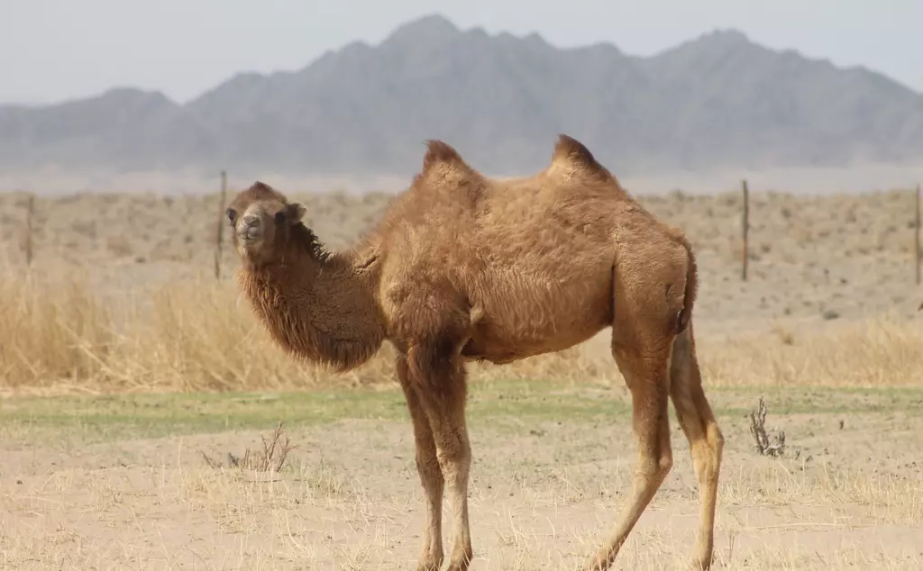 Critically Endangered Bactrian Camel