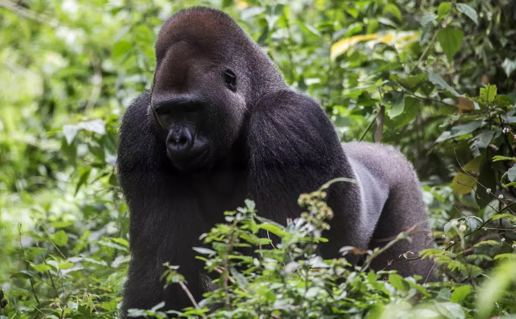 Critically Endangered Silverback gorilla in forest in Cameroon