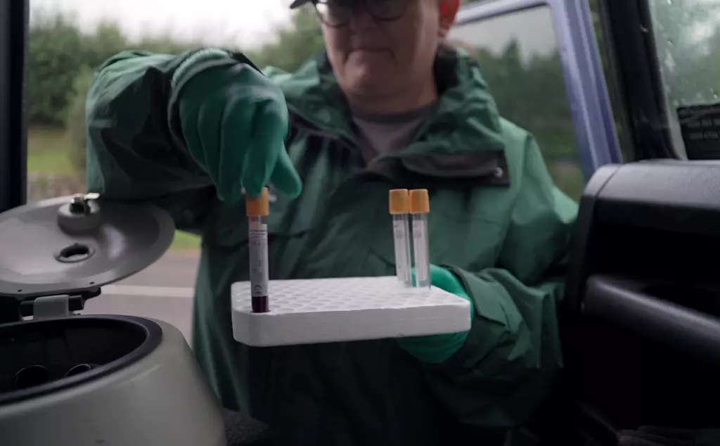 Blood sample taken as part of vaccination programme study