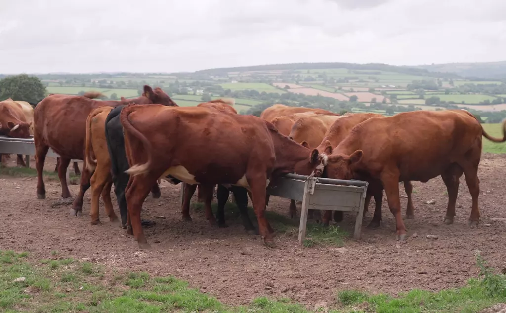 Cattle eating from troughs
