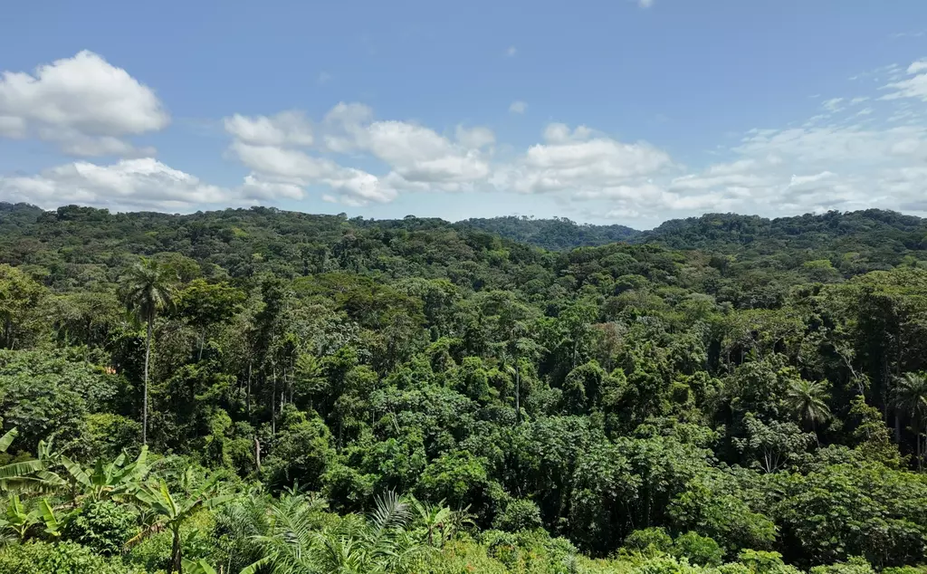 Forest in Cameroon