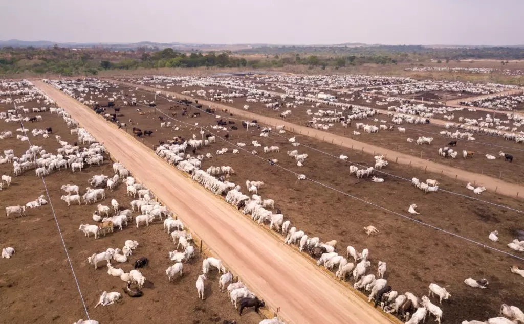 Cattle ranching in a deforested landscape, representing one of the key drivers of deforestation addressed by the EU Deforestation Regulation (EUDR) and responsible finance initiative