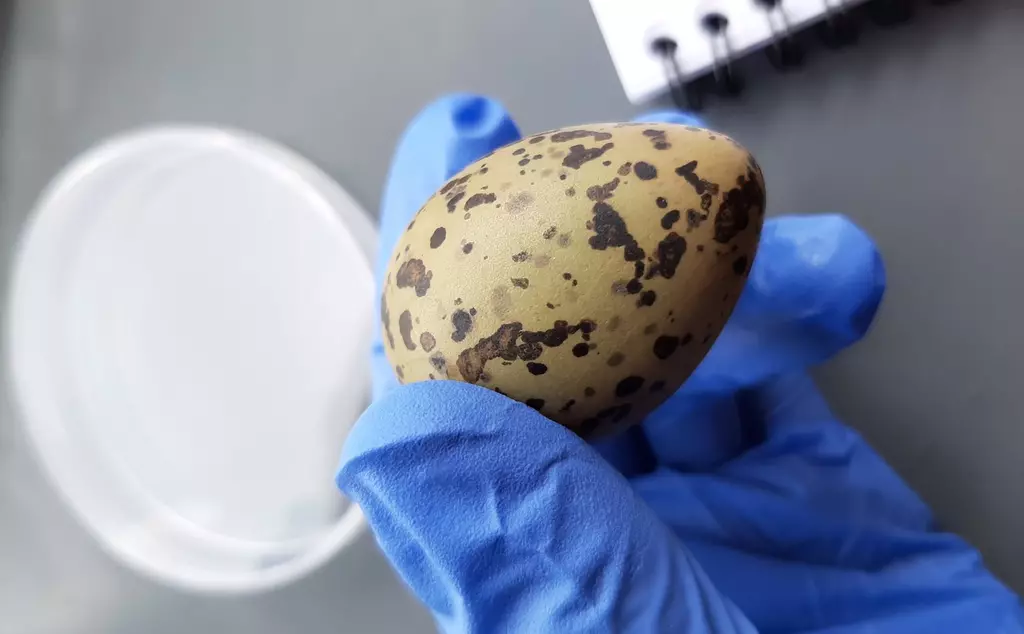 Egg being held by scientist