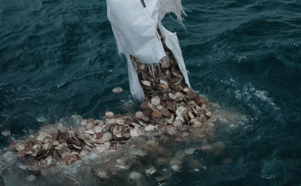 Juvenile oysters attached to scallop shells being deployed into North Sea as part of reef restoration project