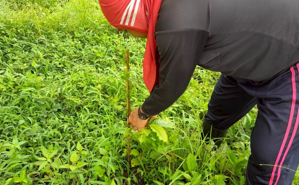 Planting activity for coffee agroforestry in Thailand