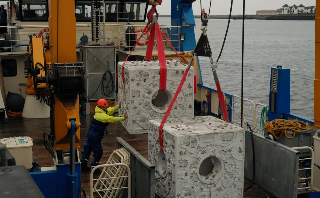 Native oysters attached to an oyster reef cube being loaded onto boat before they are deployed in North Sea