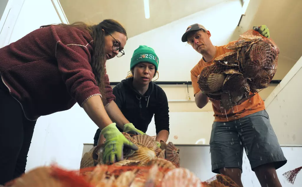 ZSL's Celine Gamble and Groundwork's Ashleigh Tinlin-Mackenzie and Benjamin Coppin prepare cultch for oyster reef in North Sea