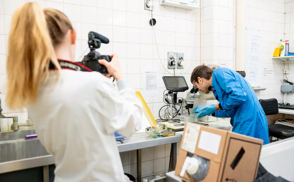 Pathologist uses microscope and another person films them