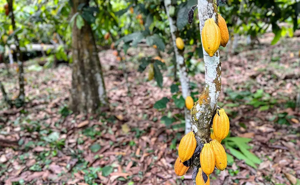 ZSL working with cacao farmers in Cameroon