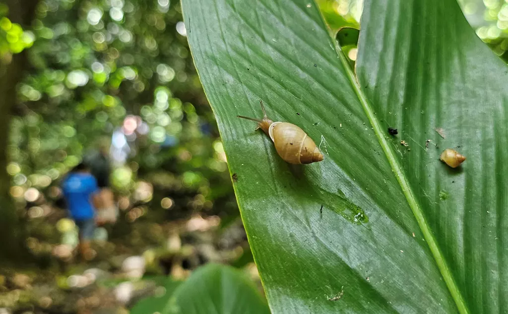 Extinct-in-the-Wild Partula snail species returned to the wild | ZSL