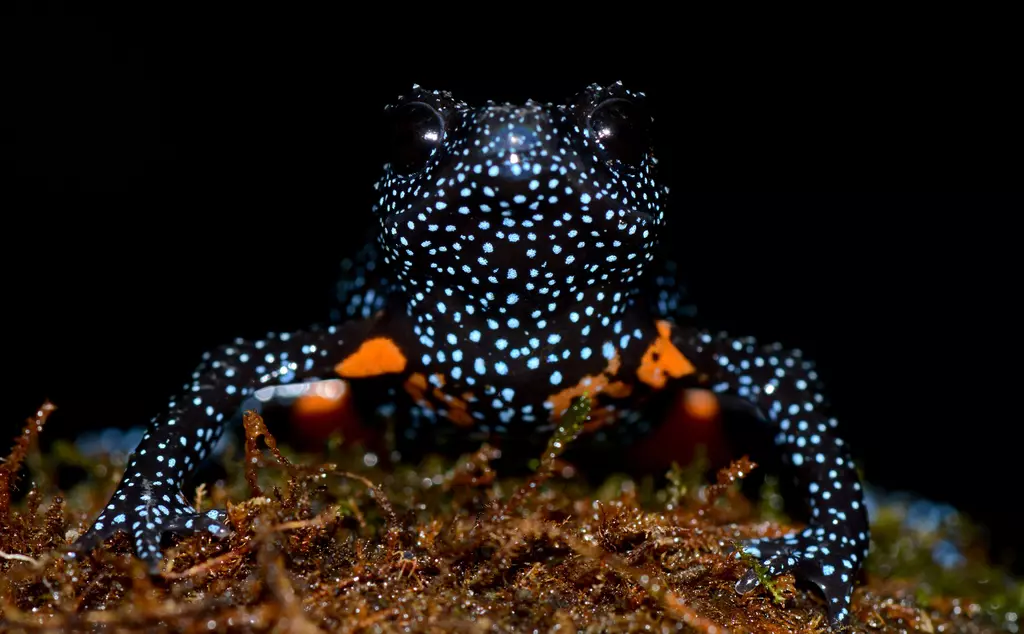 Rare black frog with blue spots and orange patches sitting on brownmoss