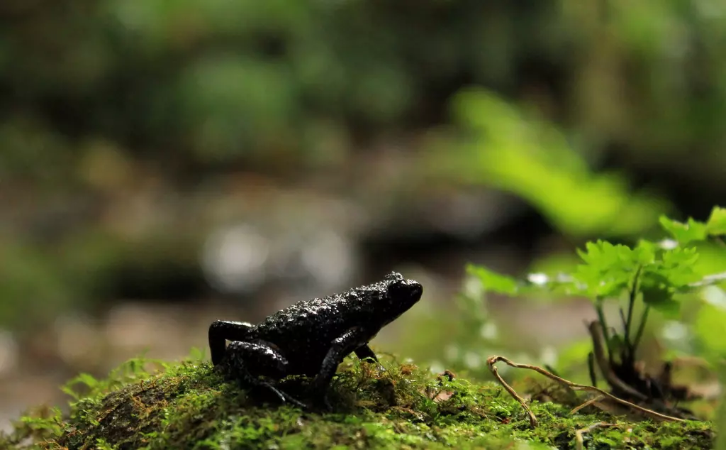 Rare black frog walking along green moss