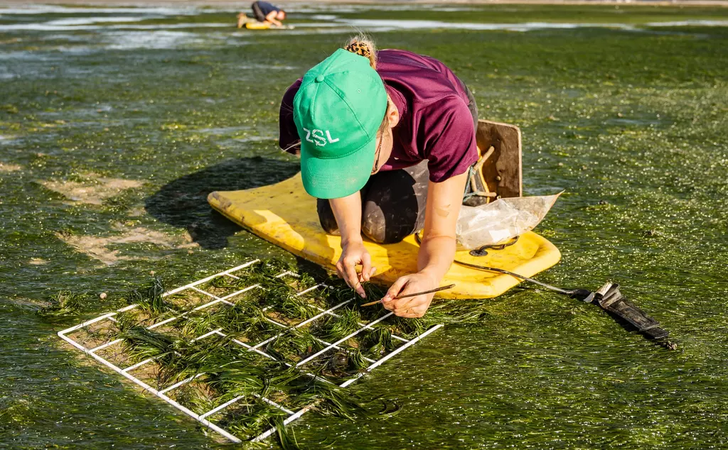 Conservationist in seagrass meadow 