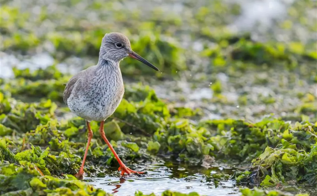 Brown and white wading bird with orange legs