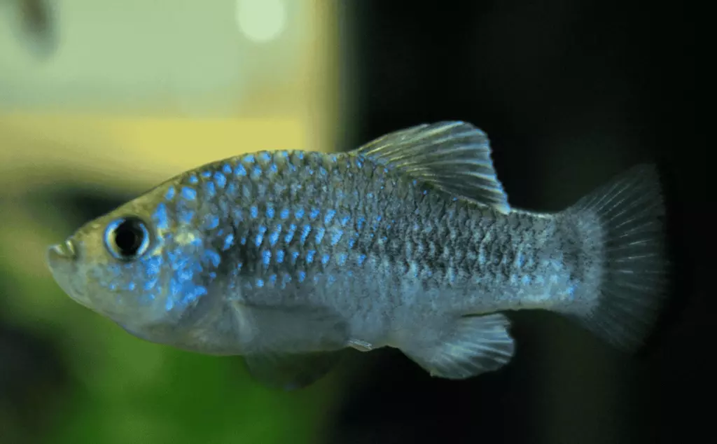 Potosi Pupfish