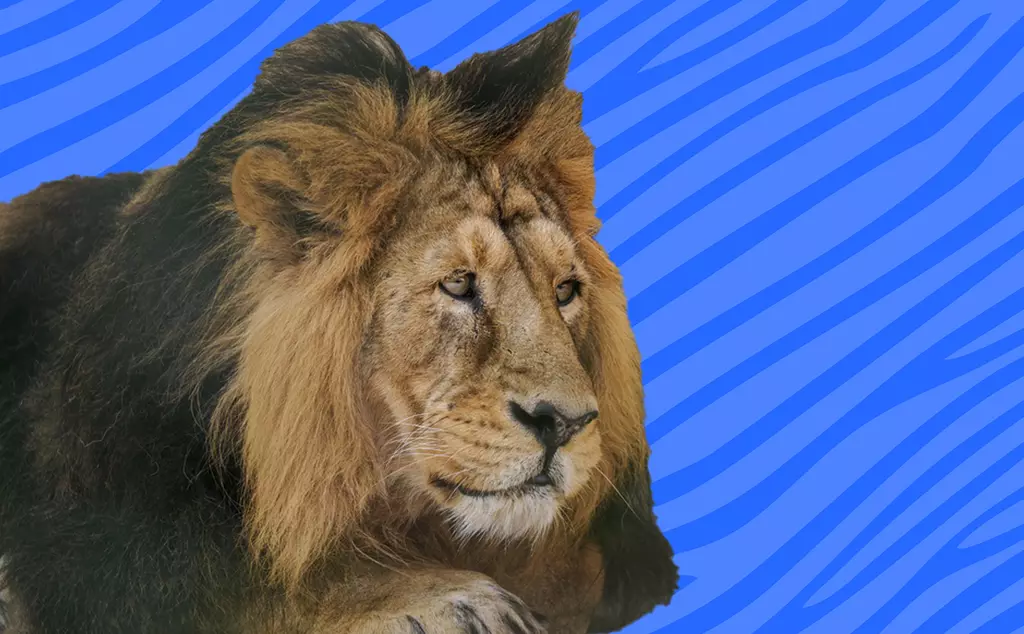 Asiatic lion