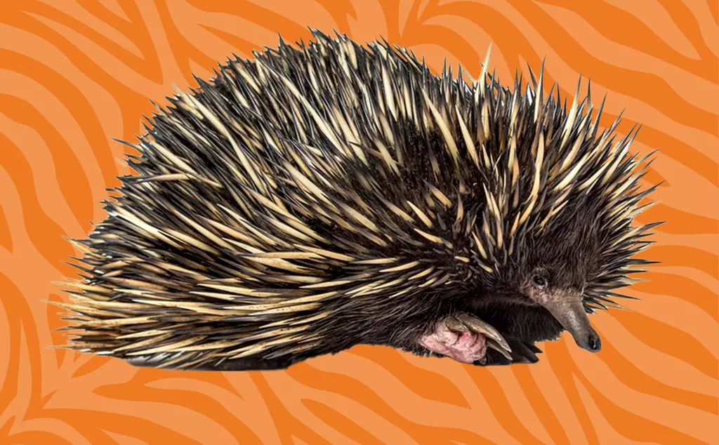 Echidna