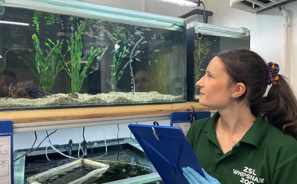 Health checking pupfish by member of staff at Whipsnade Zoo