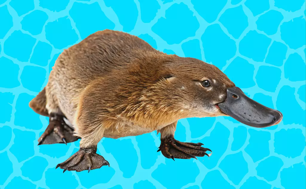 Platypus