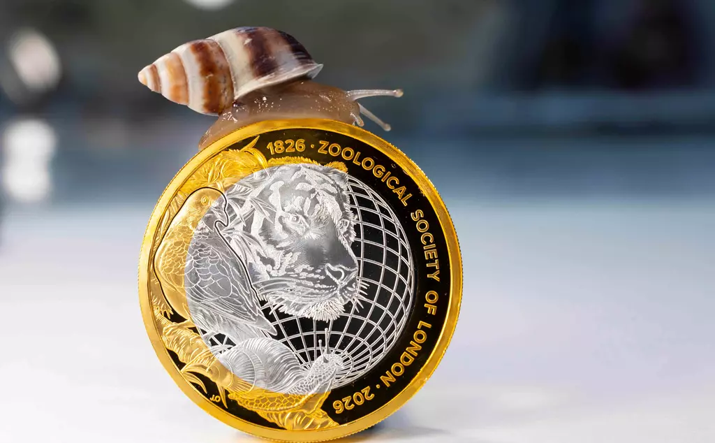 Partula snail glides across the top of a commemorative ZSL £2 coin