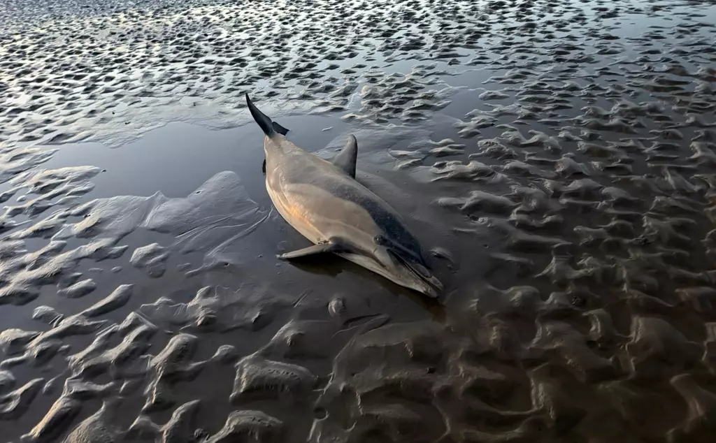 Stranded common dolphin