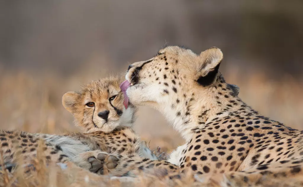 Cheetah