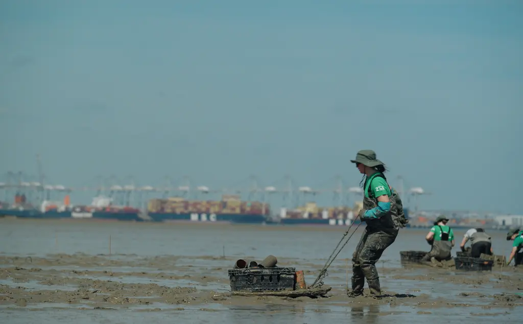 Conservationist transporting seagrass cores in Kent for planting for Transforming the Thames project