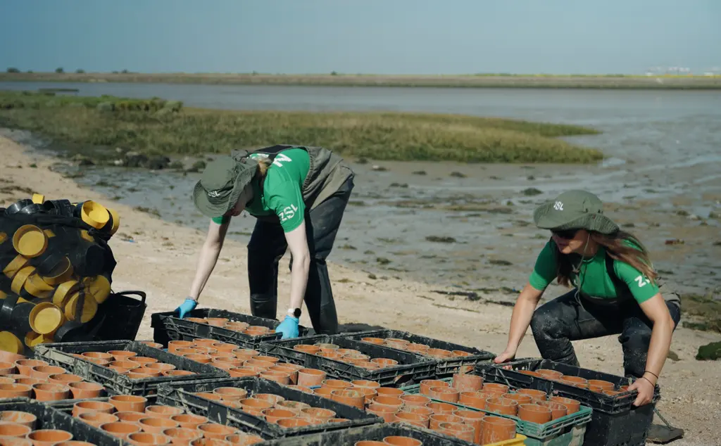 Conservationists with seagrass cores for planting in Kent