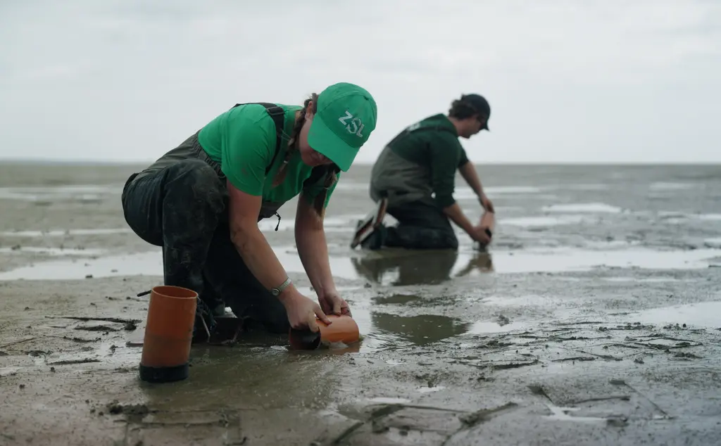 Seagrass core collection in Essex for Transforming the Thames project