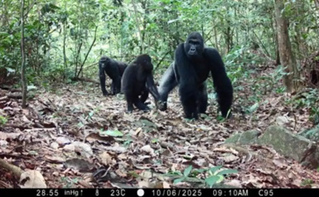 Western lowland gorilla