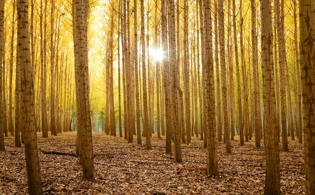Sunlight shining through forest