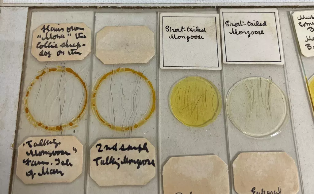 Slides of mongoose hairs from the ZSL Biobank